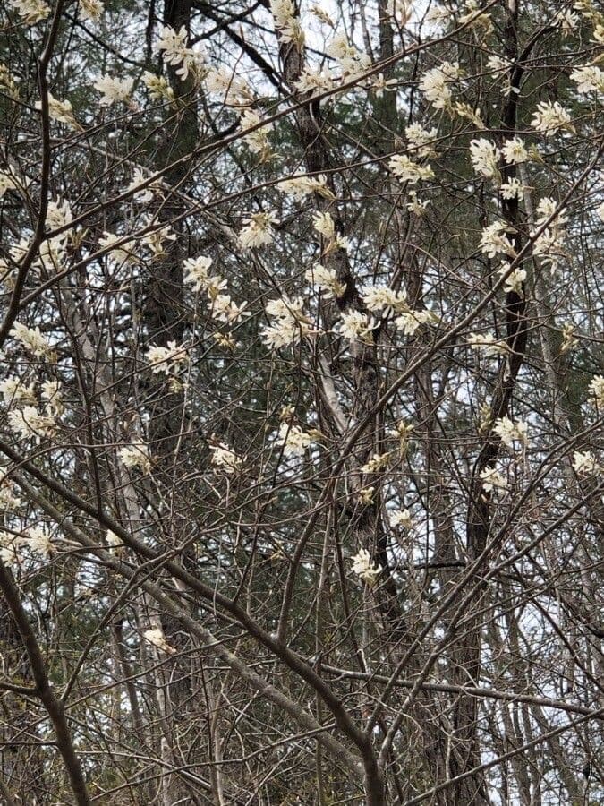 Fioritura