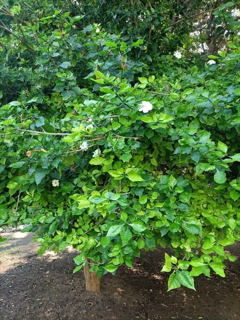Gardenia 11