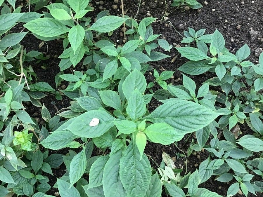 Strobilanthes