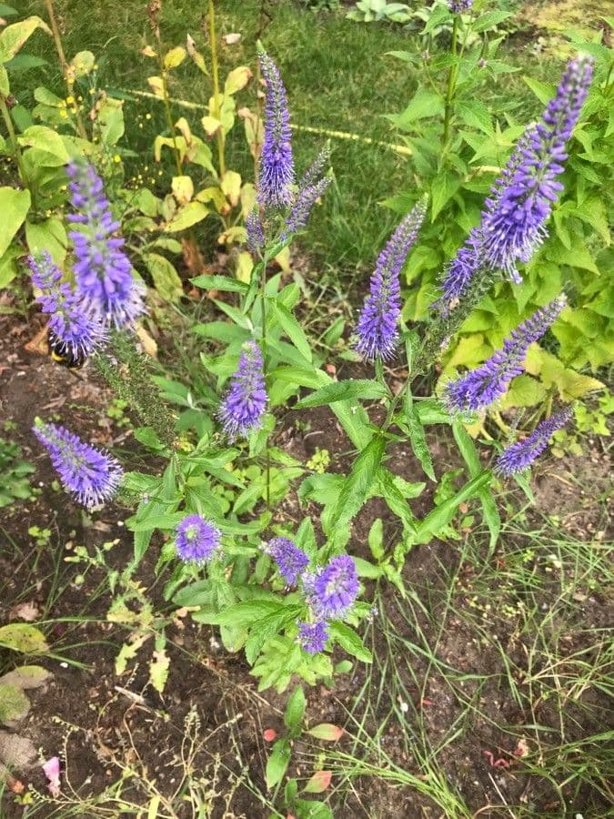 Veronica spigata 29