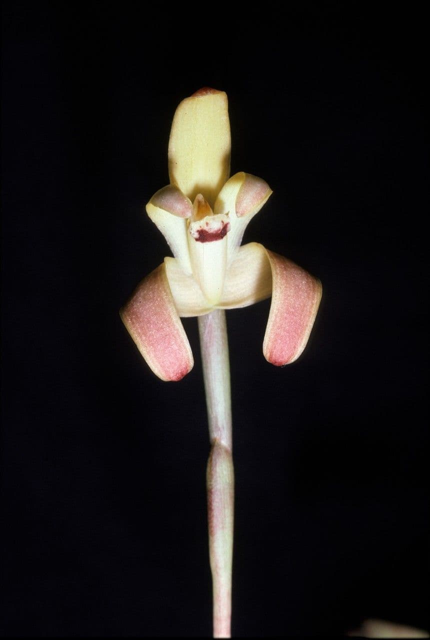 Maxillaria 3