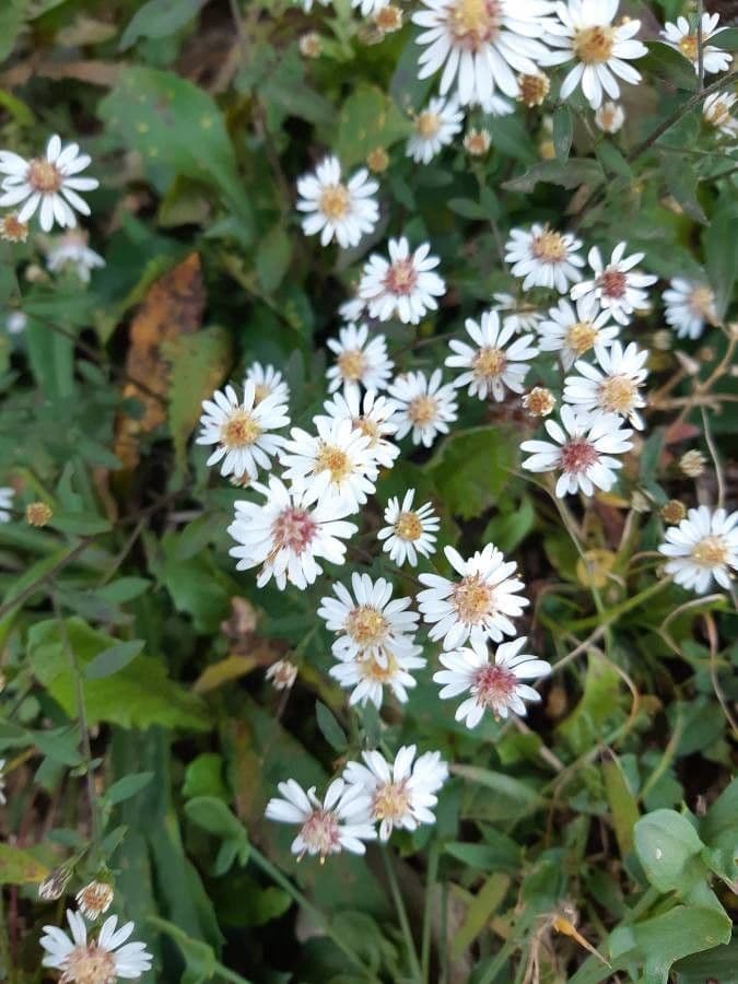 Großblättrige Beraster 2