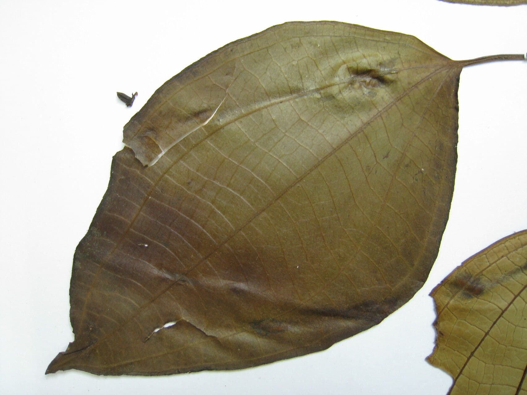 Miconia 3