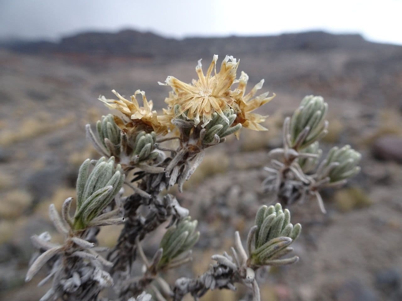 Gnaphaliothamnus