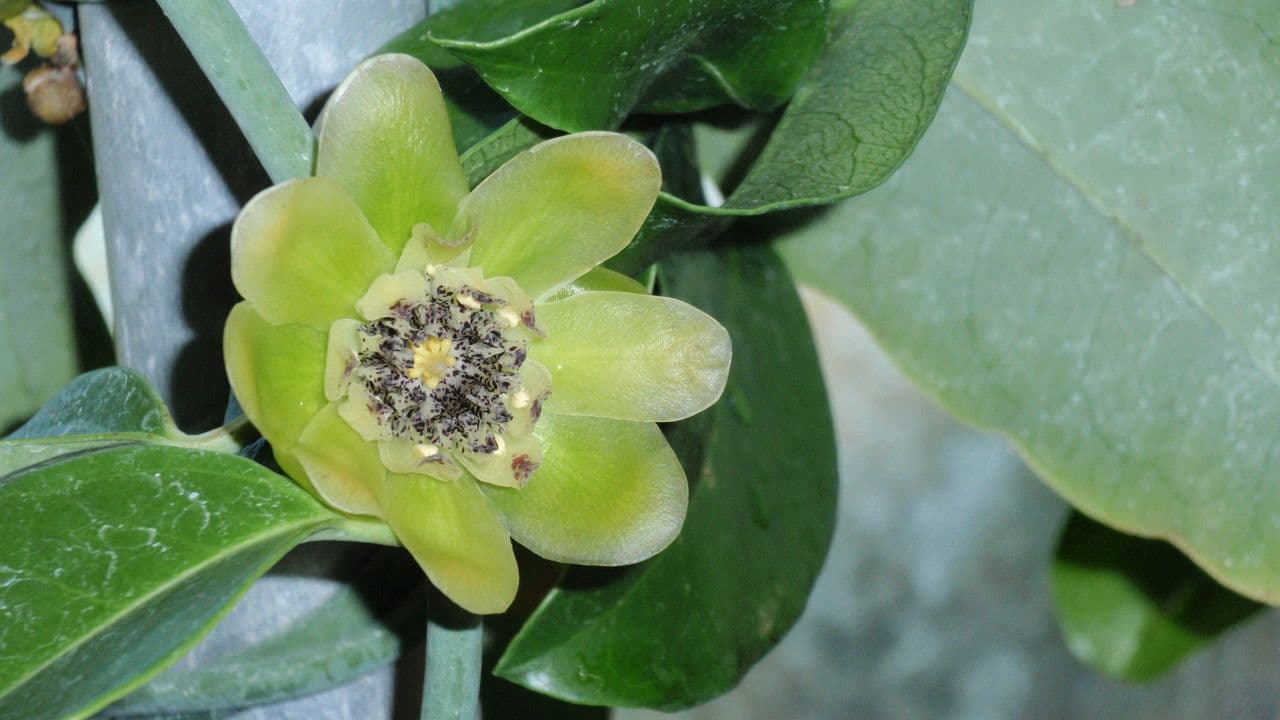 Austrobaileya 5