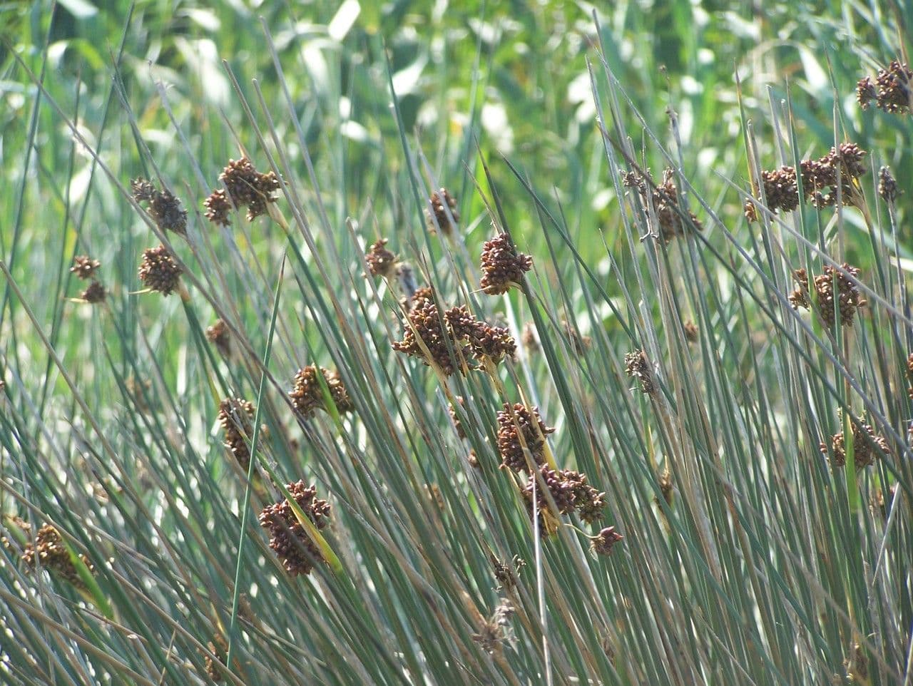 Stechende Binse 30