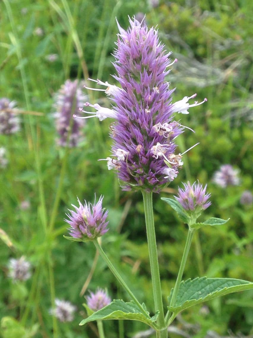 Agastache kopřivolistá