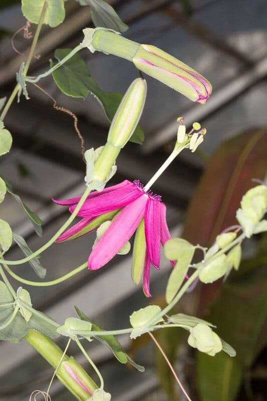 Passionflower 3