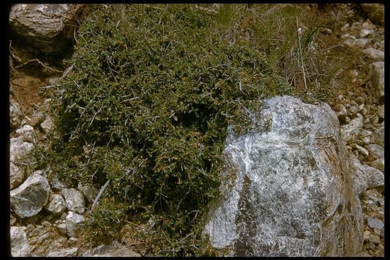 Ceanothus 10