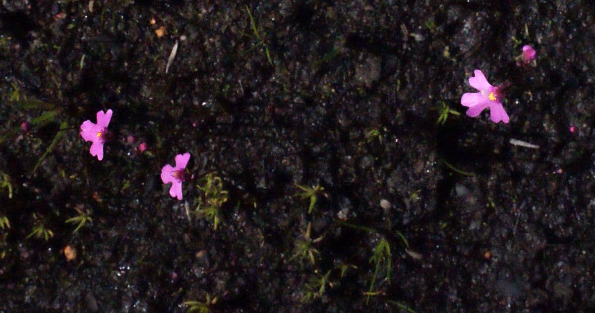 Utricularia multifida 2