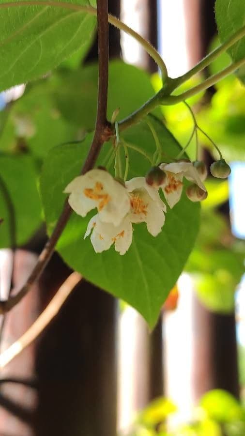 Actinidia kolomikta 5