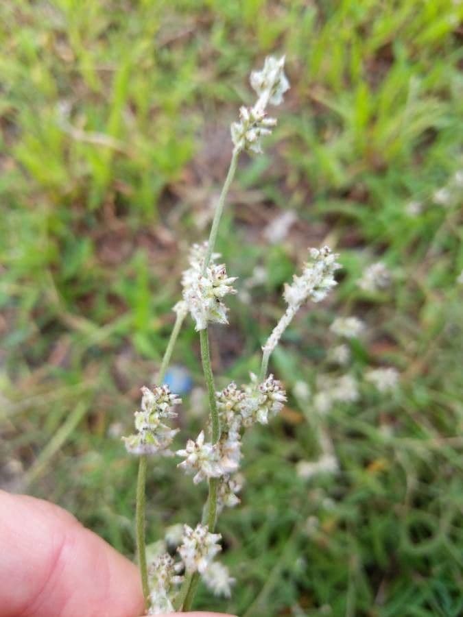 Froelichia gracilis