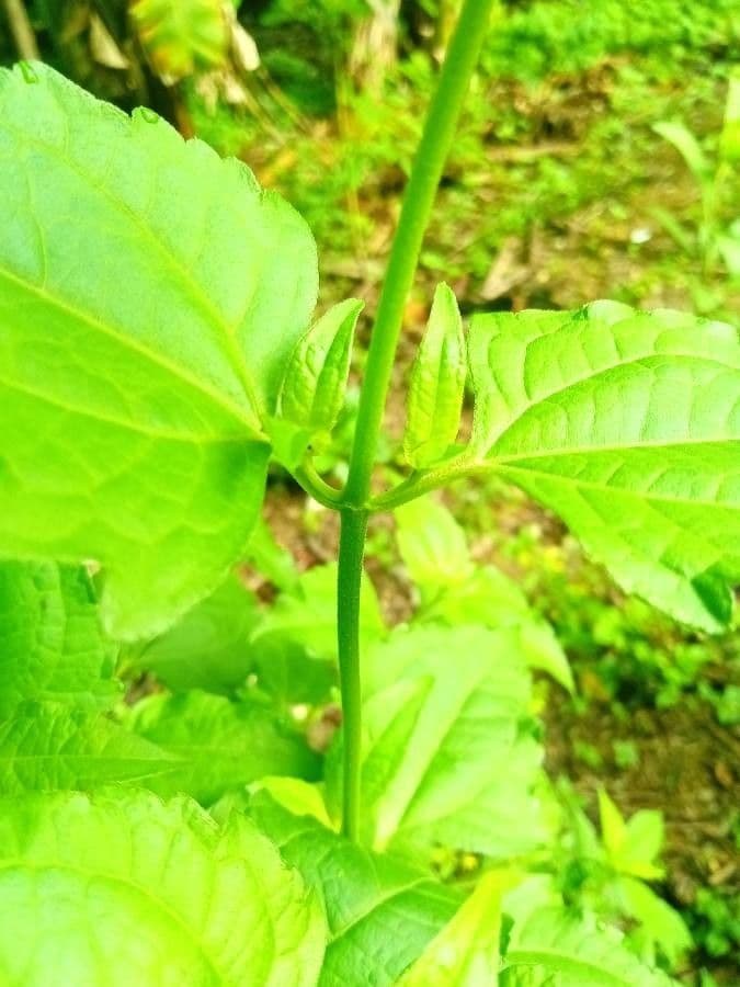 Herbe du Laos 22