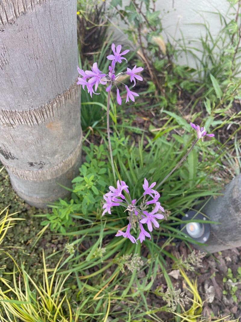 Tulbaghia