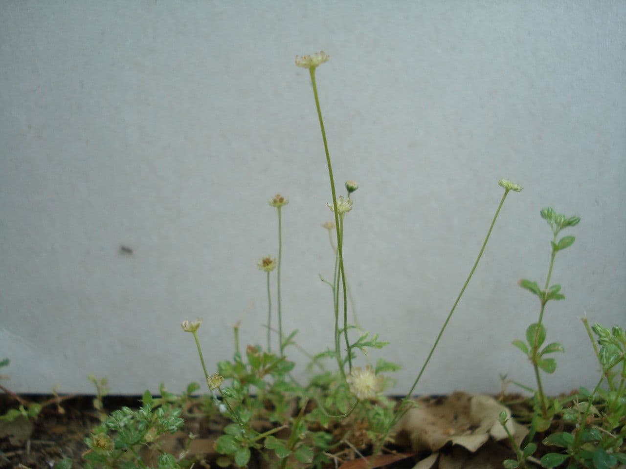 Cotula australis 9