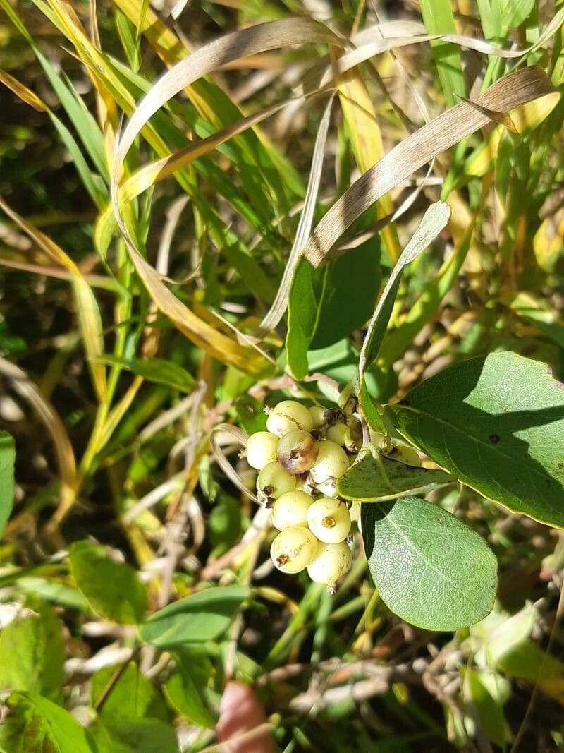 Symphoricarpos occidentalis 3