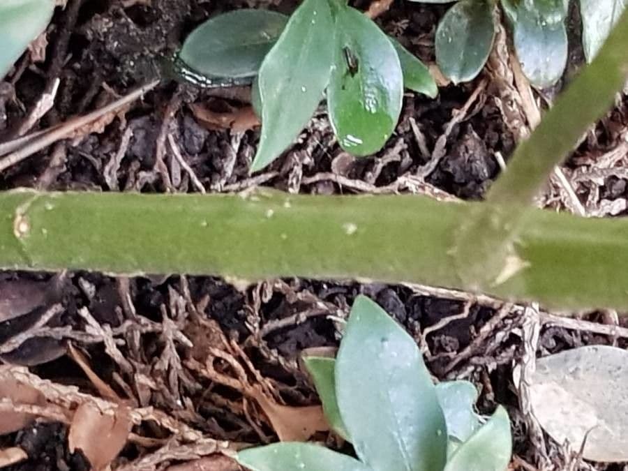 Sarcococca orientale 20