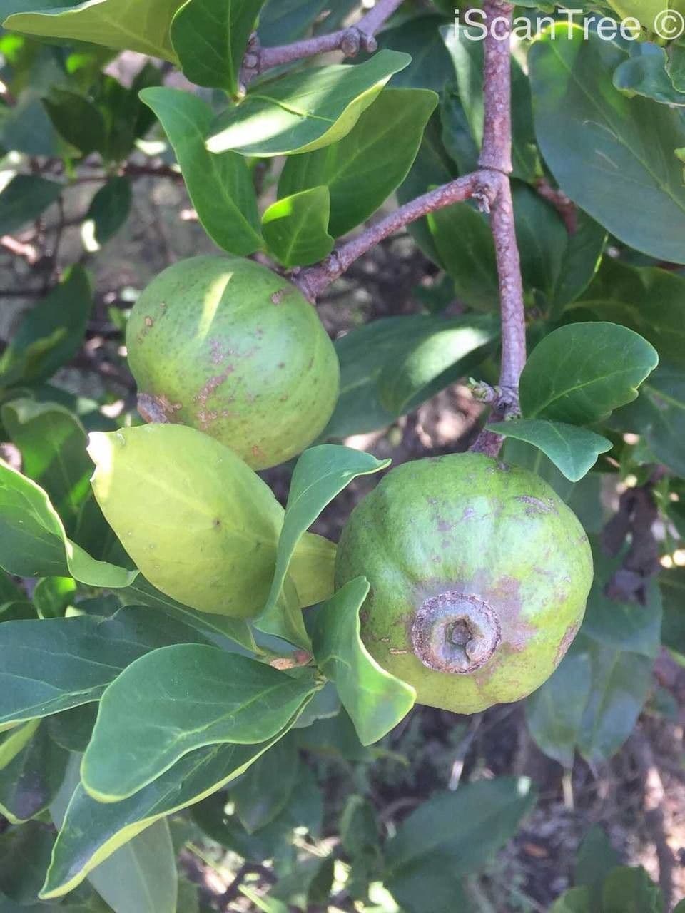 Gardenia del Capo