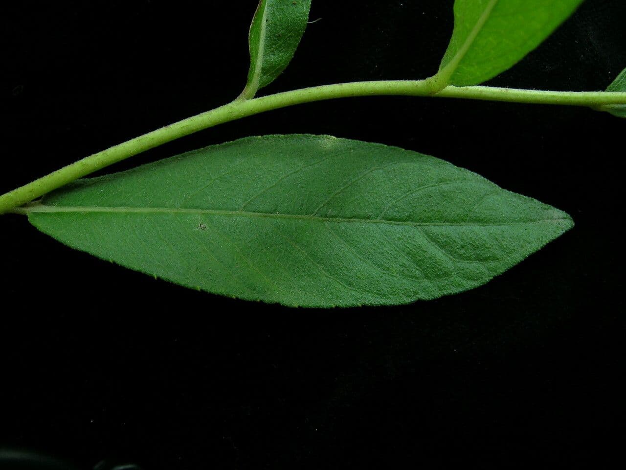 Acilepis 4