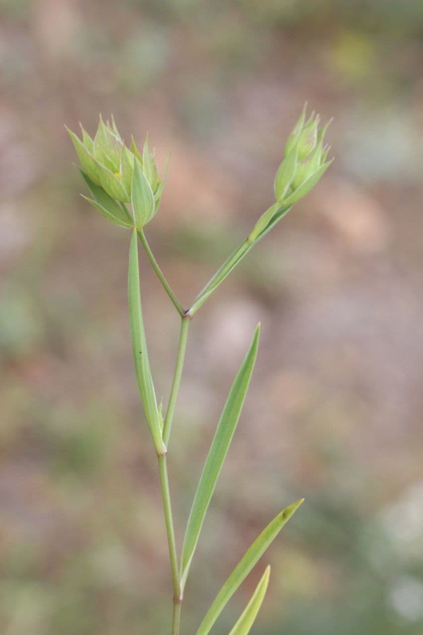 Bupleurum di Balden 19