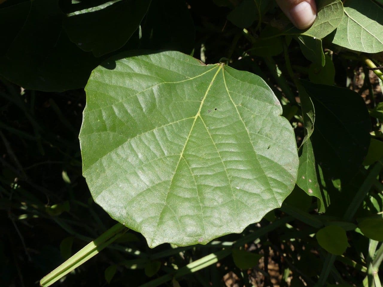 Cordia myxa 17