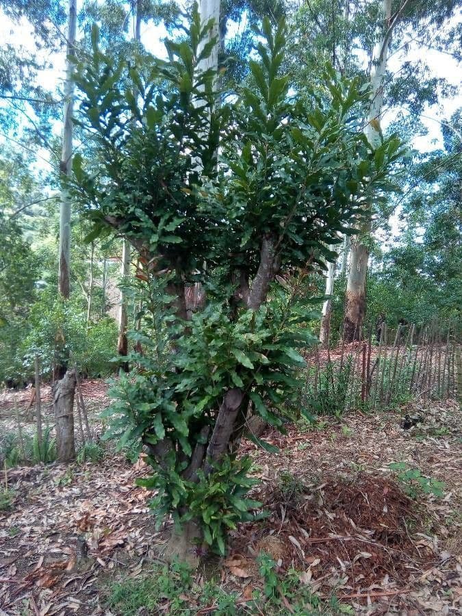 Macadamia 19