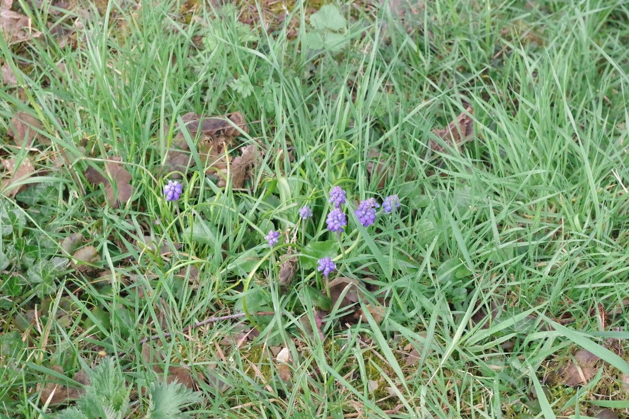 Szafirek miękkolistny 27