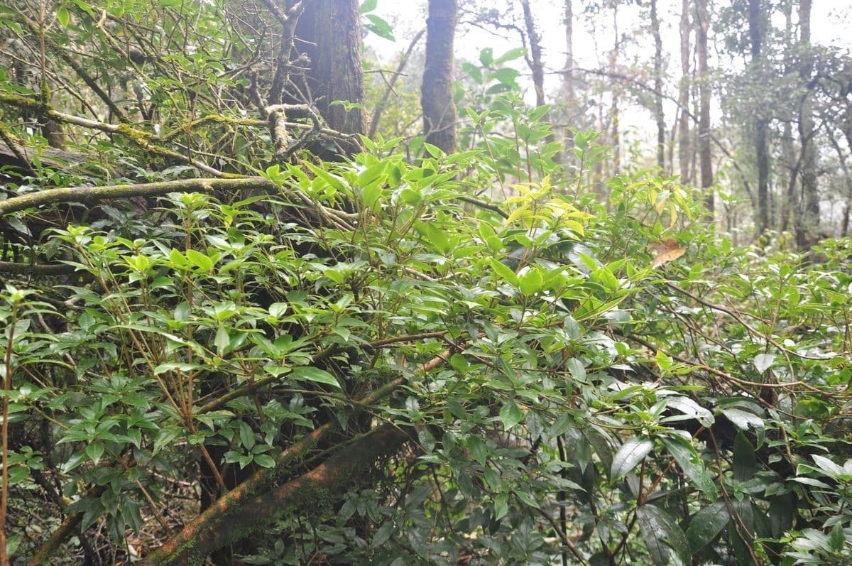 Rododendro