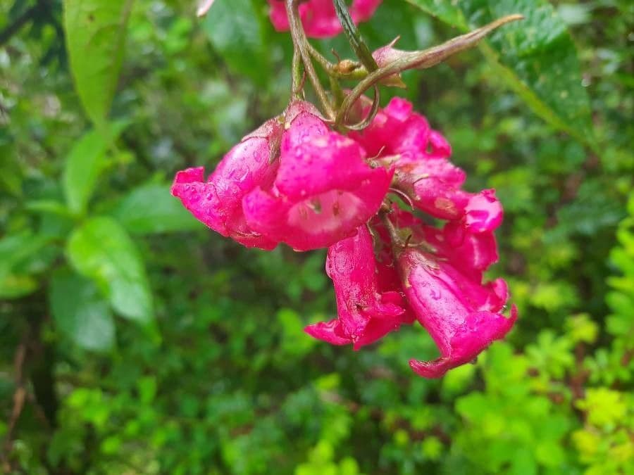 Buddleja 5