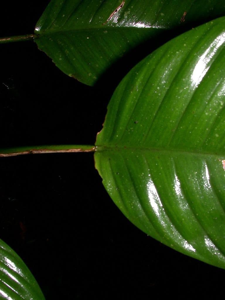 Philodendron 5