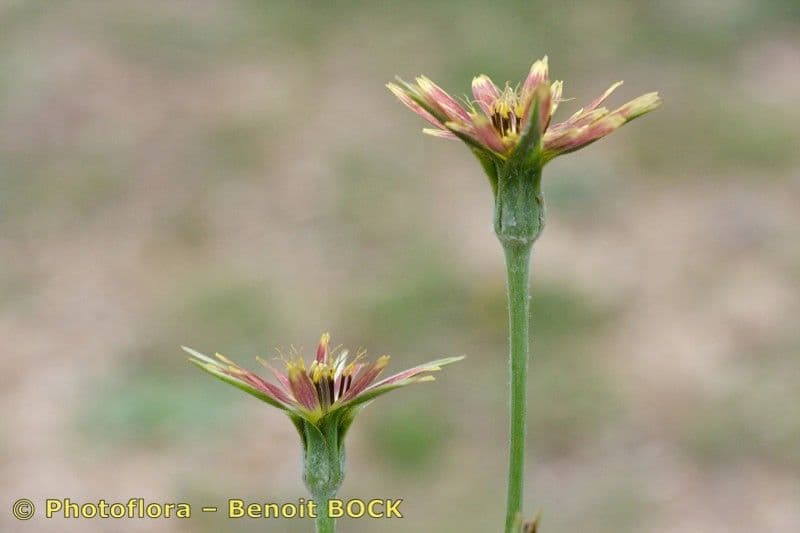 Třapatka Crocus 23