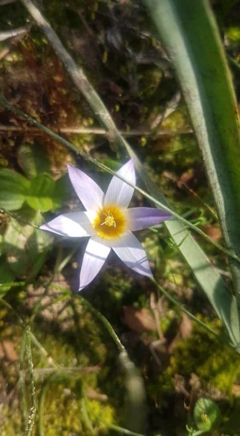 Romulea bulbocodium 19