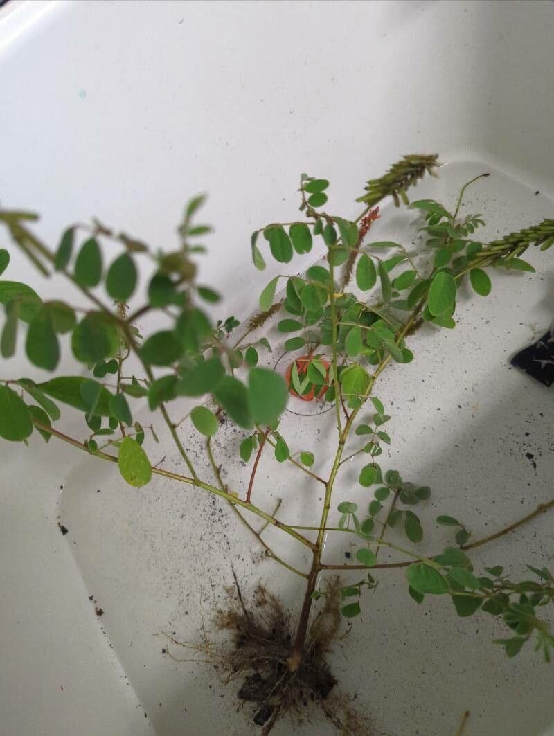 Indigofera 17