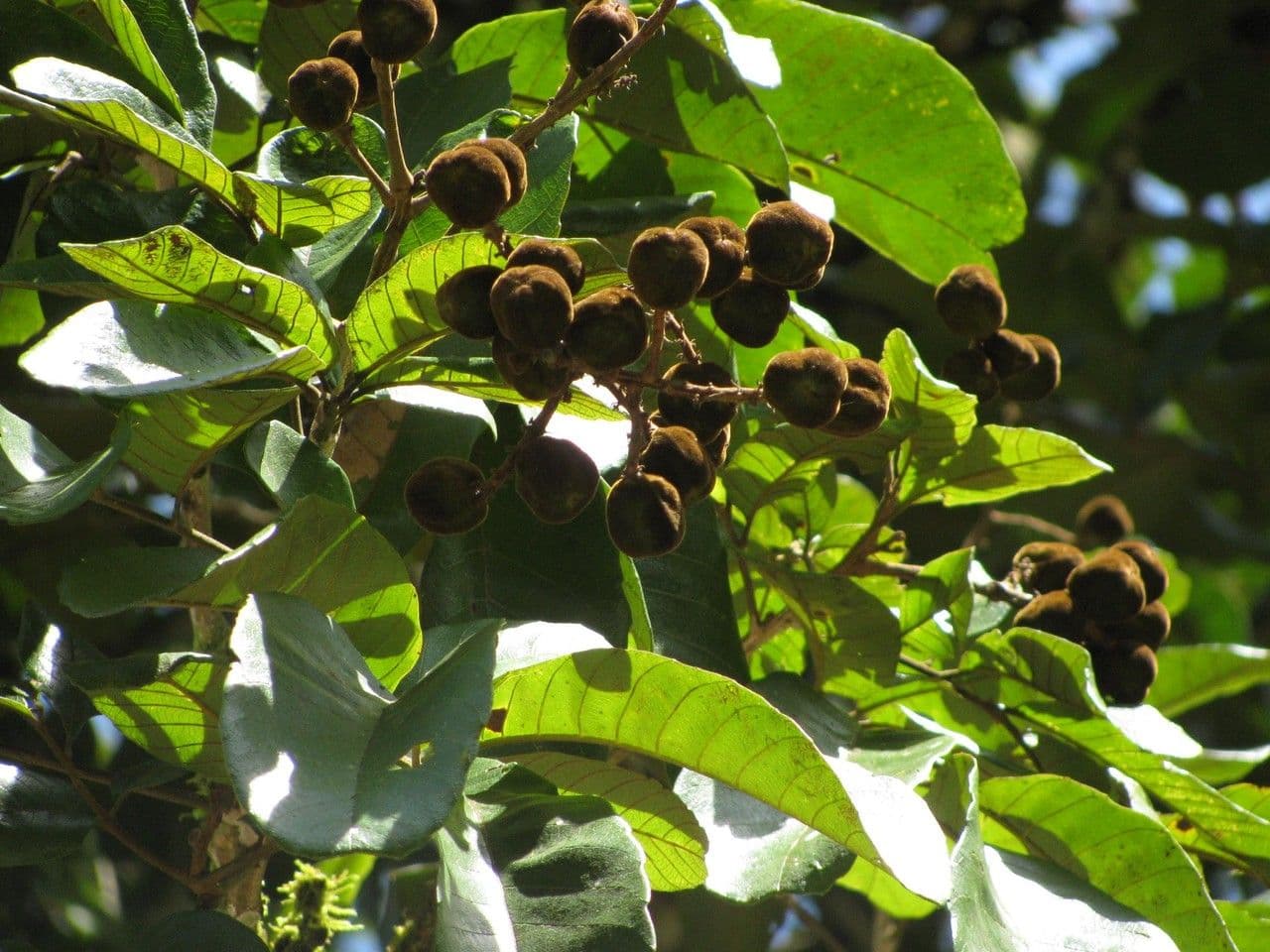 Cupania americká 14