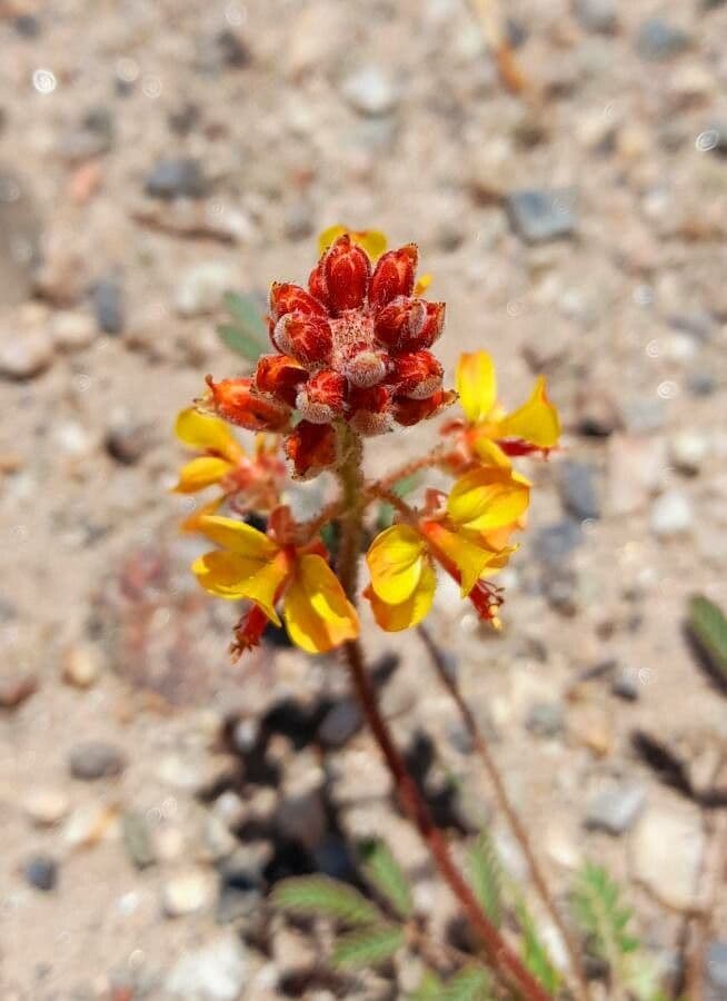 Hoffmannseggia glauca 8