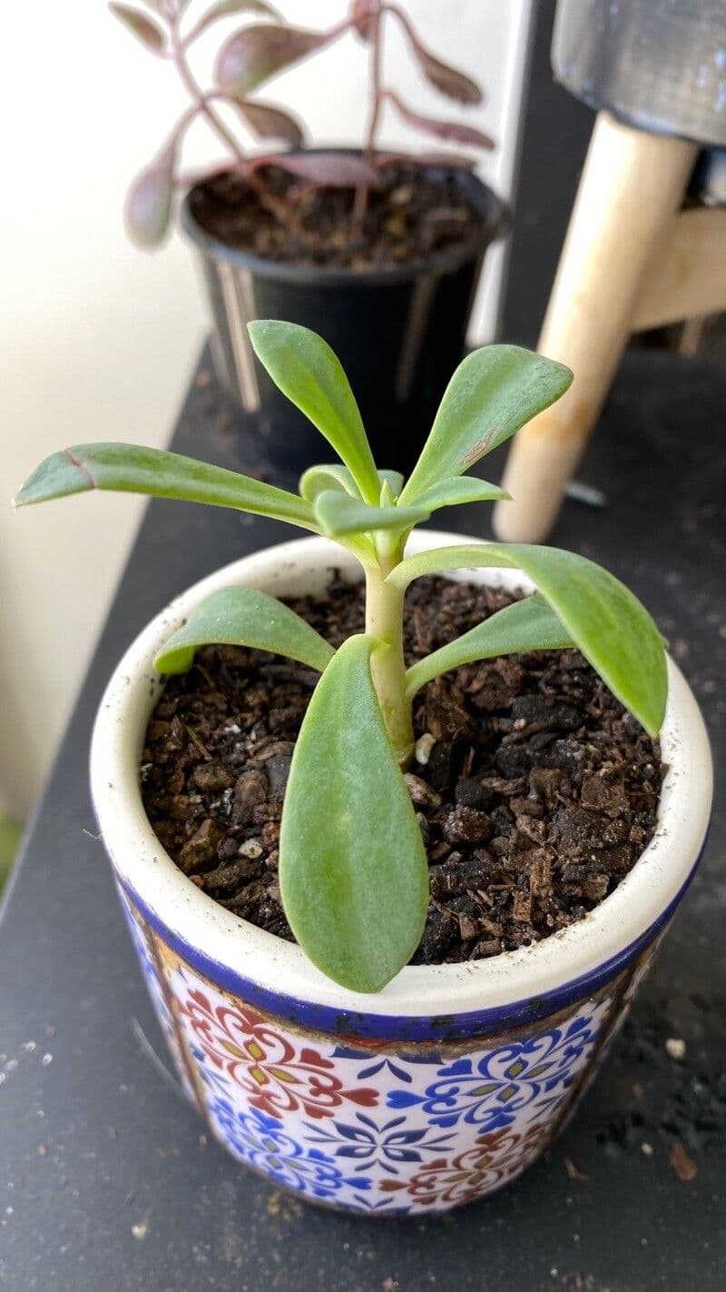 Kleinia