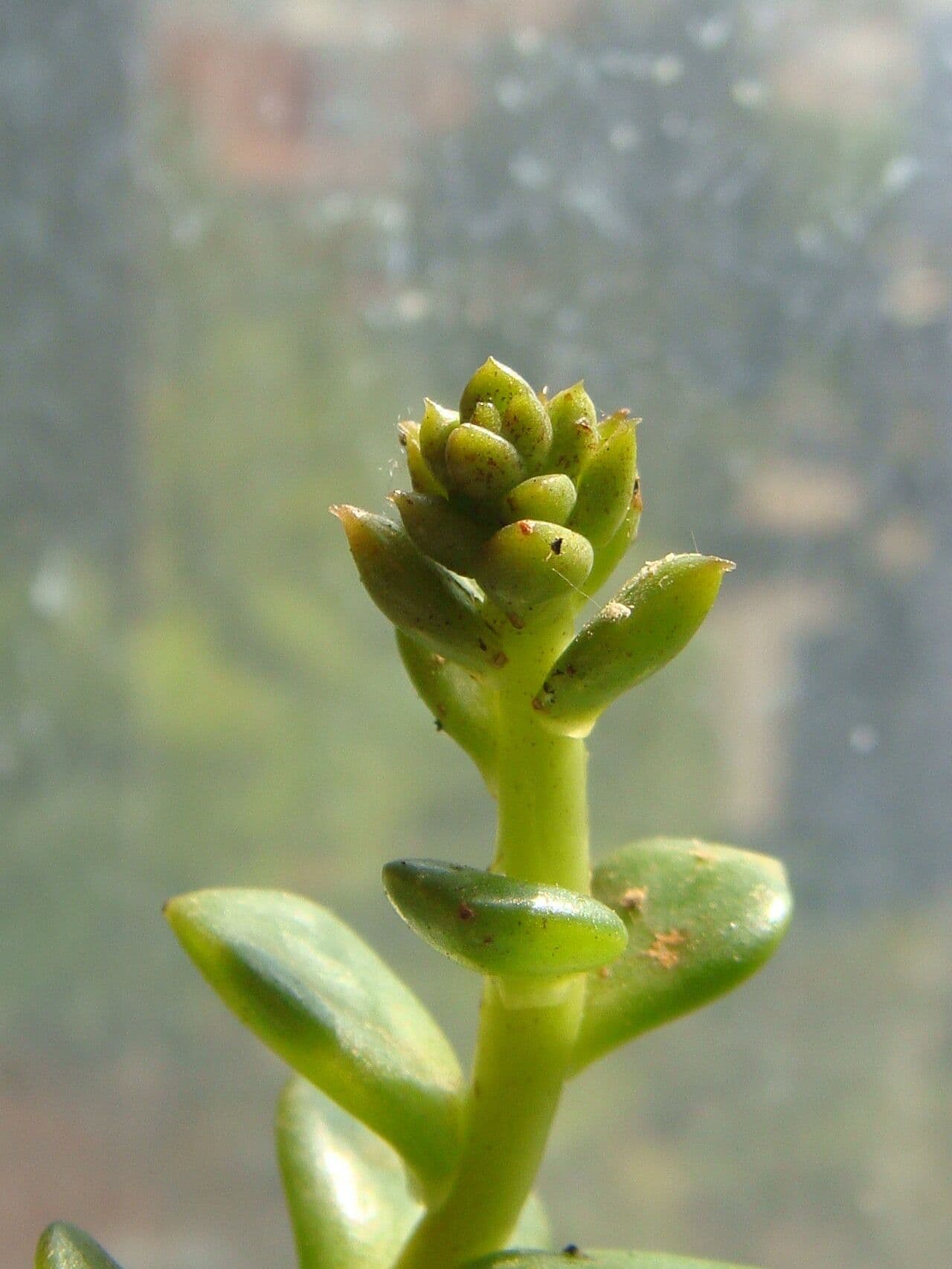 Echeveria 6