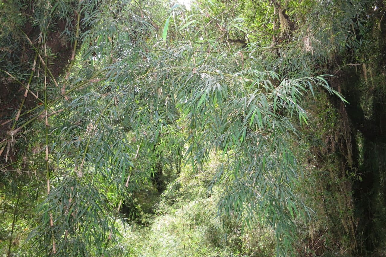 Chusquea quila 6
