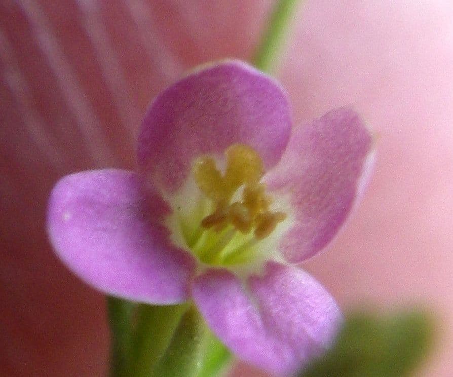 Exaculum 5