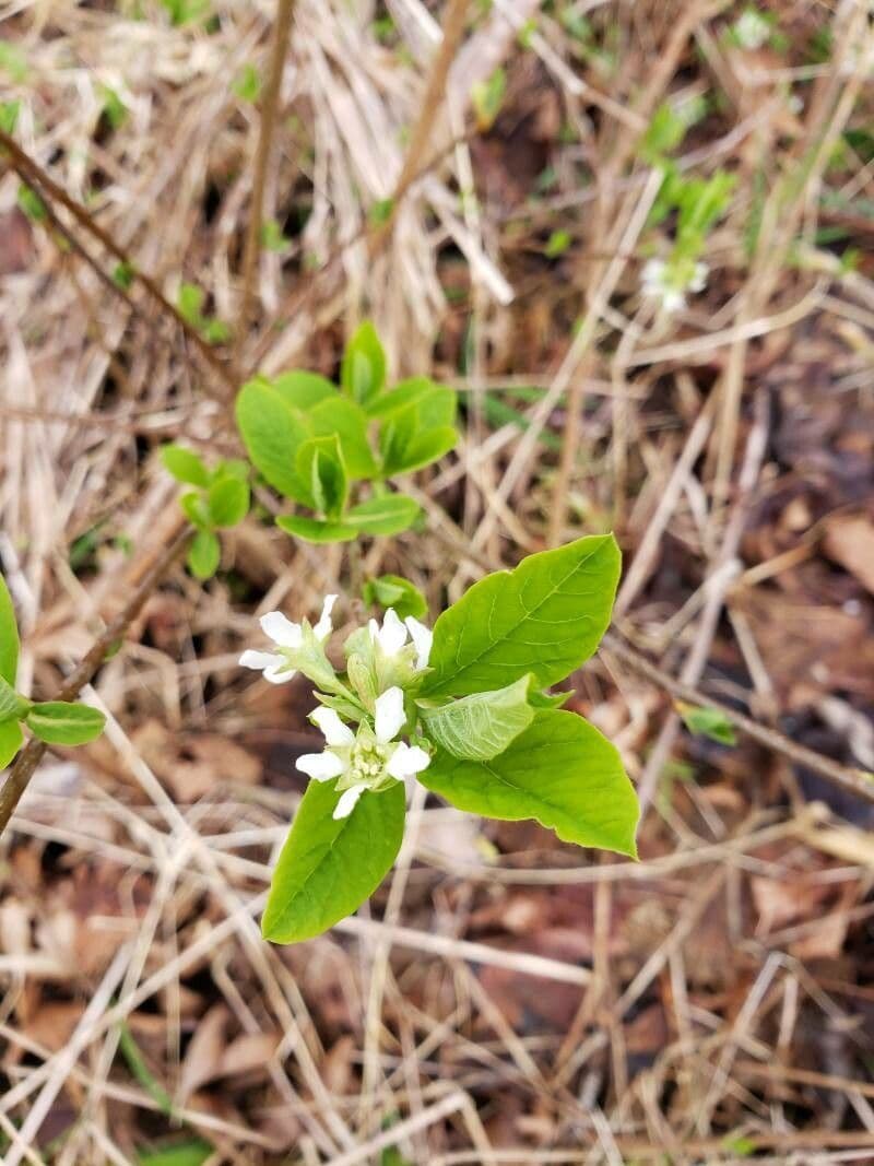 Oemleria cerasiformis 5