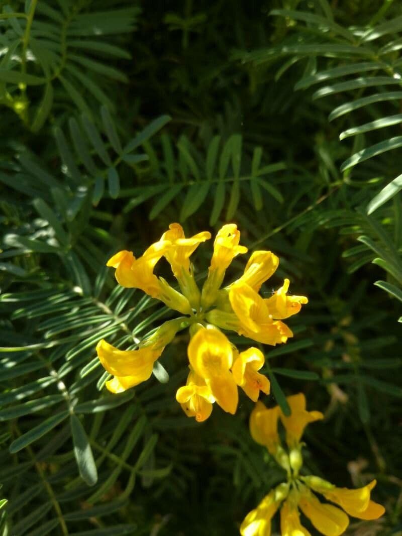 Ipocreptide delle Baleari 4