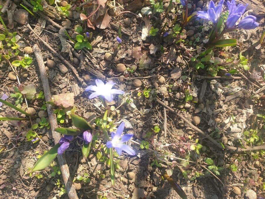 Scilla Forbesa 4