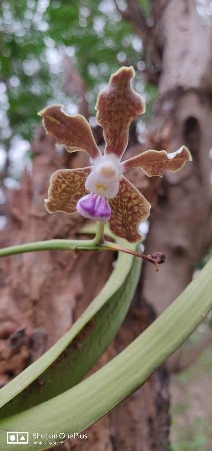 Vanda 3