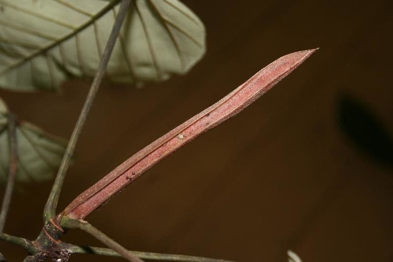 Pourouma 8