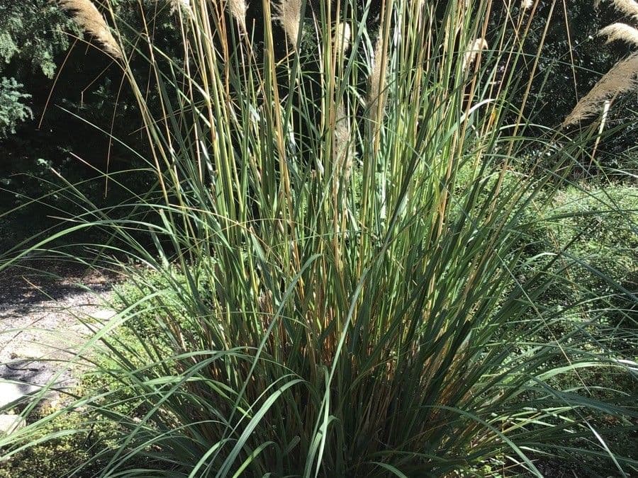 Austroderia fulvida 2
