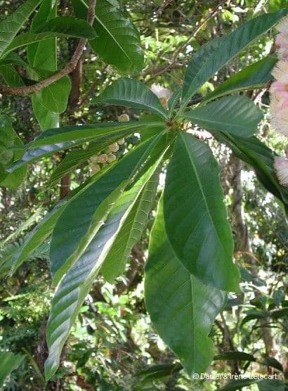 Barringtonia 11