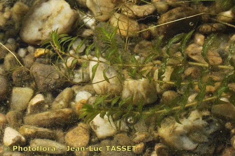 Groenlandia densa 22