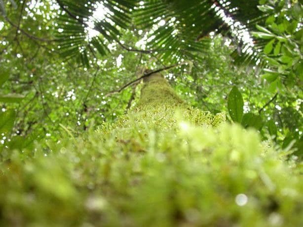 Heliocarpus 5