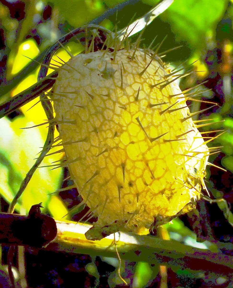 Zucca spinosa 5