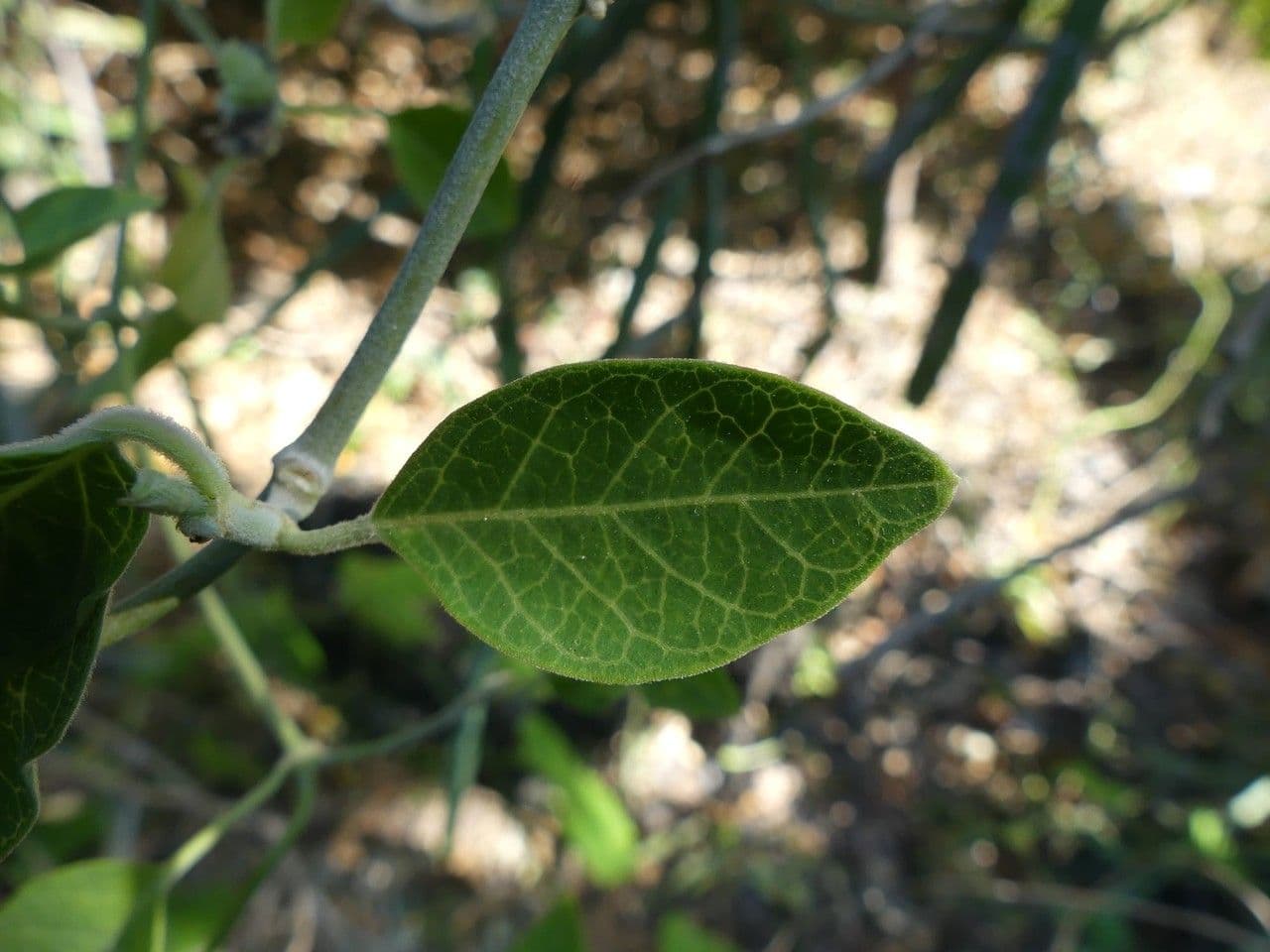 Leptadenia madagascariensis 9
